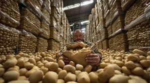 België coördineert acties tegen aardappeloverschot: dit is de aanpak achter de maatregel